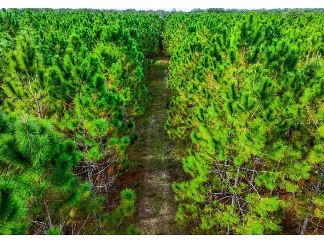 000 NW 78th Avenue Newberry FL 32669 GC535526 image8