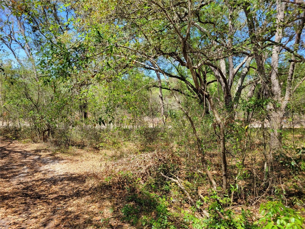 000 Palm Street Lady Lake FL 32159 OM656057 image1