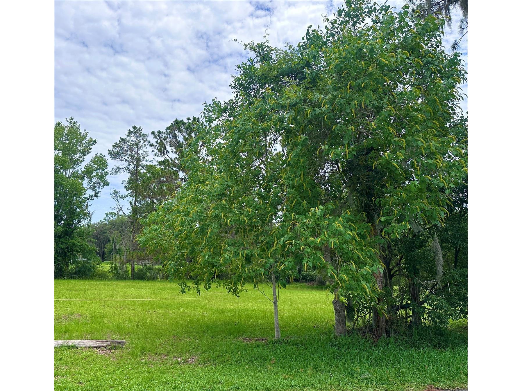 000 SE 197th Place Inglis FL 34449 OM725956 image3