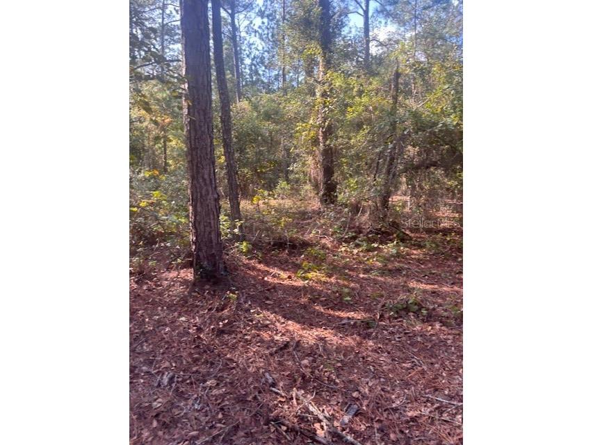 000 Stardust Lane Melrose FL 32666 O6350553 image10