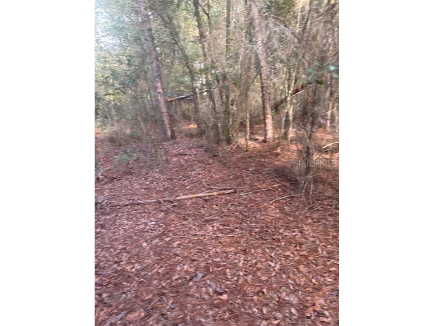 000 Stardust Lane Melrose FL 32666 O6350553 image2