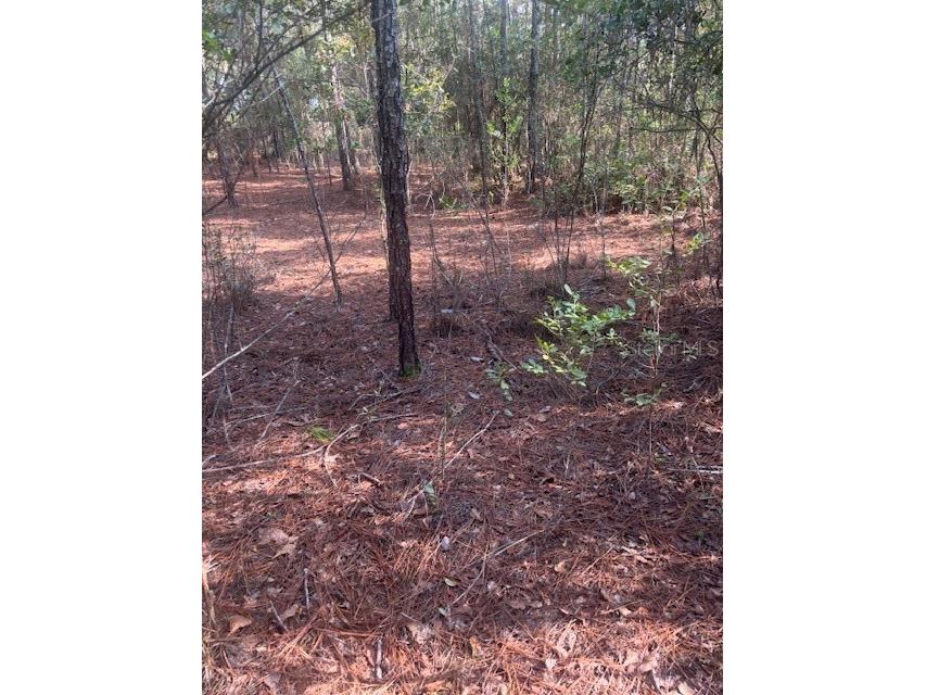 000 Stardust Lane Melrose FL 32666 O6350553 image3