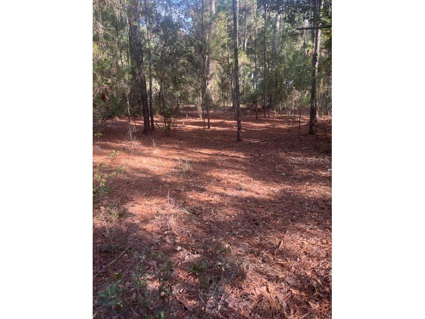 000 Stardust Lane Melrose FL 32666 O6350553 image4