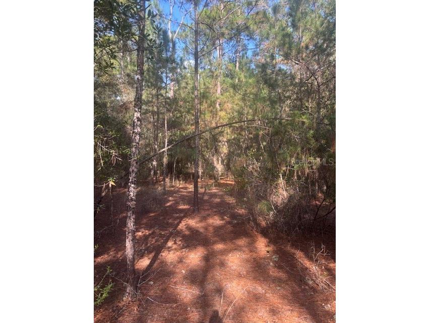 000 Stardust Lane Melrose FL 32666 O6350553 image5