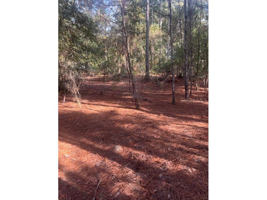 000 Stardust Lane Melrose FL 32666 O6350553 image6