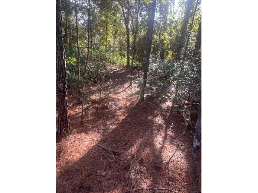 000 Stardust Lane Melrose FL 32666 O6350553 image7