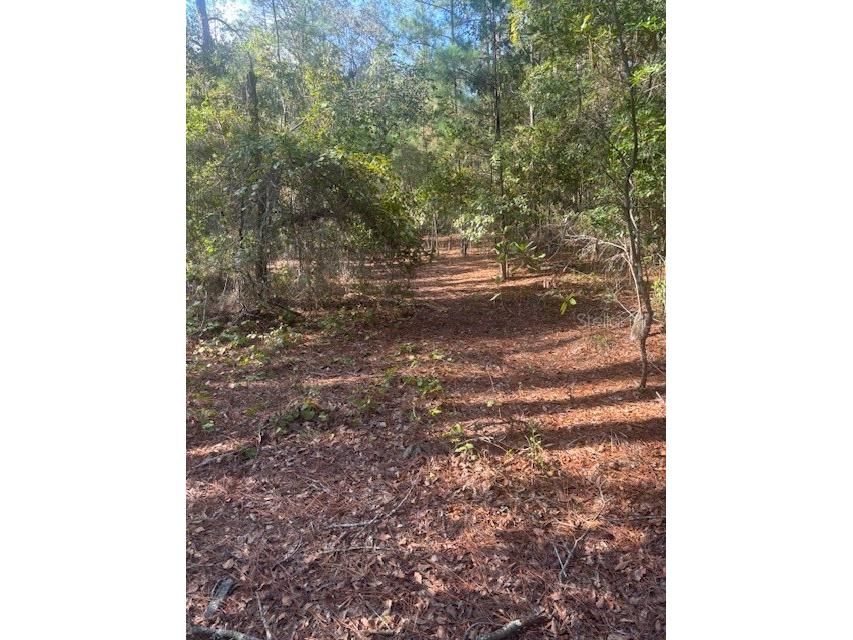 000 Stardust Lane Melrose FL 32666 O6350553 image9