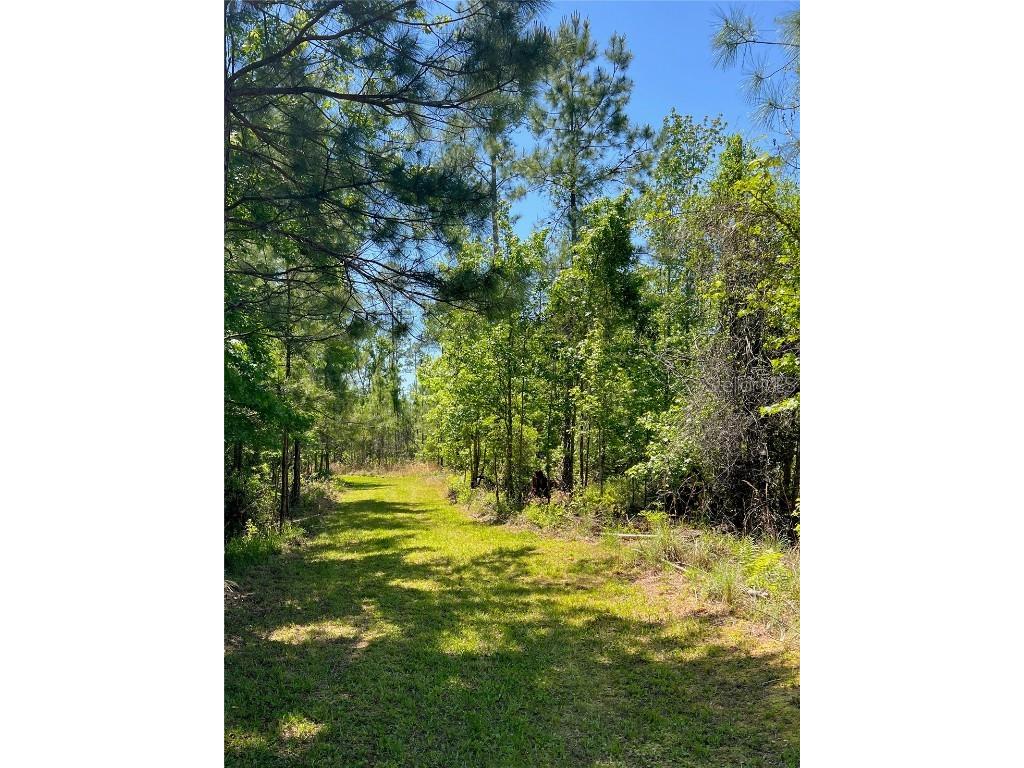 000 SW 9th Terrace Otter Creek FL 32683 OM699635 image1