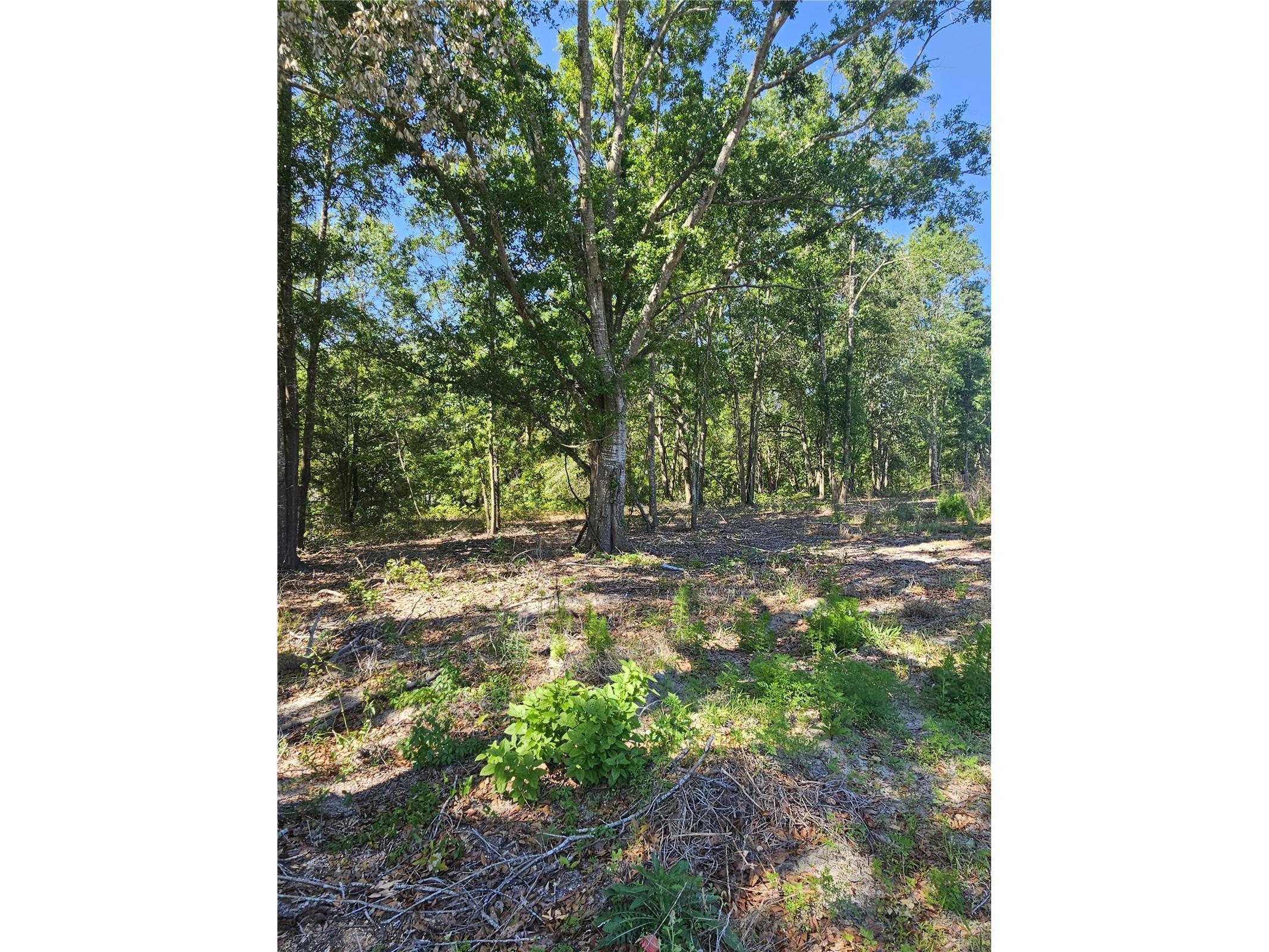 000 SW Mixson Road Lake City FL 32024 TB8499733 image3