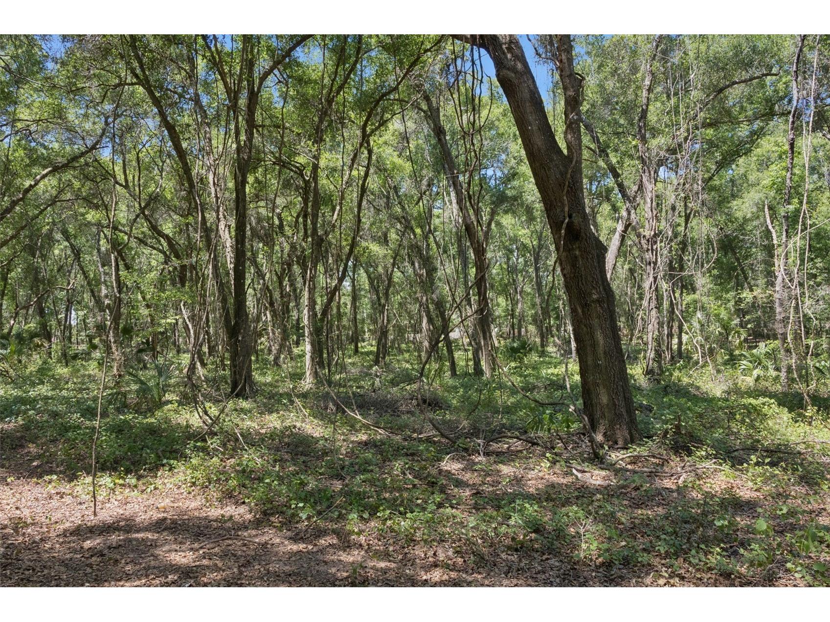 0000 Bertsville & Griffin View Road Lady Lake FL 32159 G5109689 image19