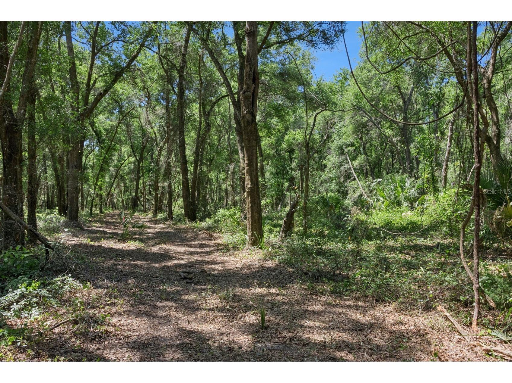 0000 Bertsville & Griffin View Road Lady Lake FL 32159 G5109689 image20