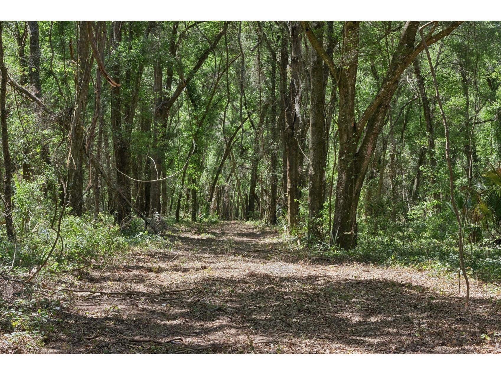 0000 Bertsville & Griffin View Road Lady Lake FL 32159 G5109689 image21