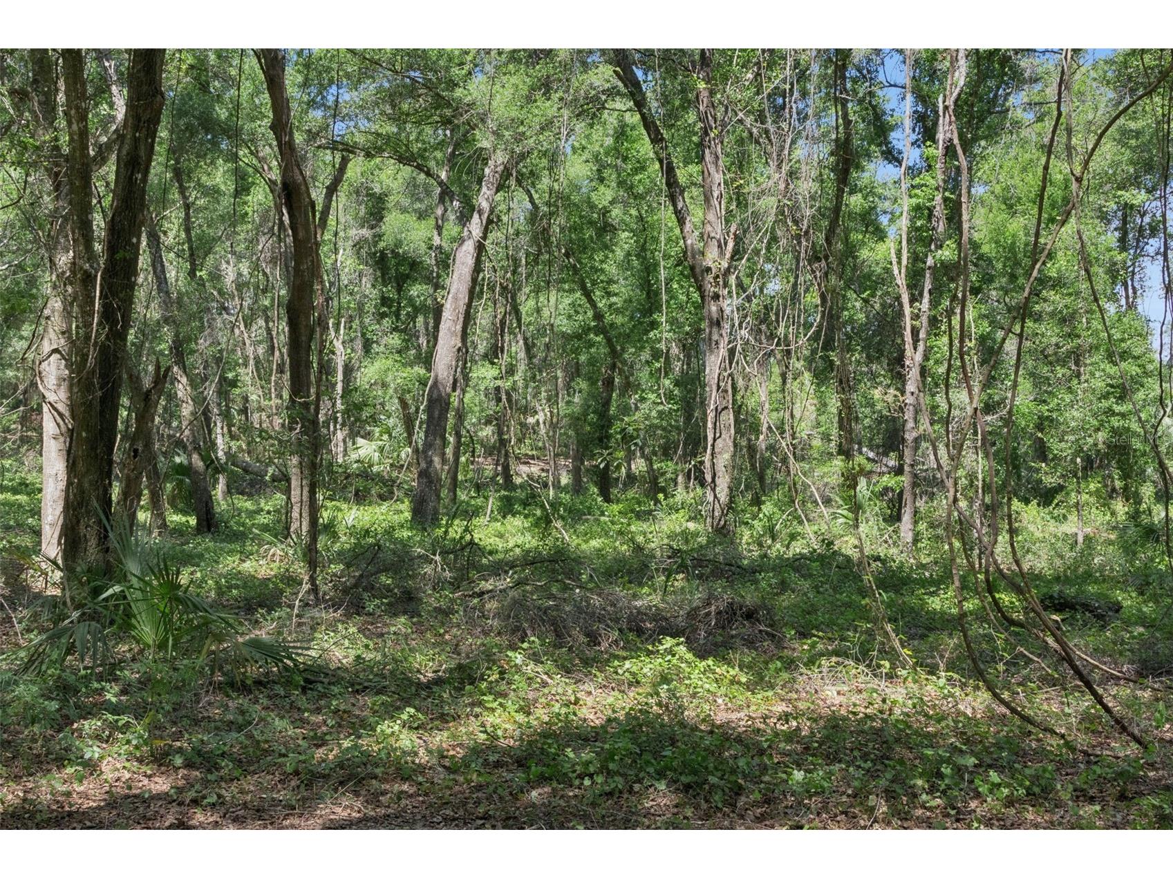 0000 Bertsville & Griffin View Road Lady Lake FL 32159 G5109689 image22