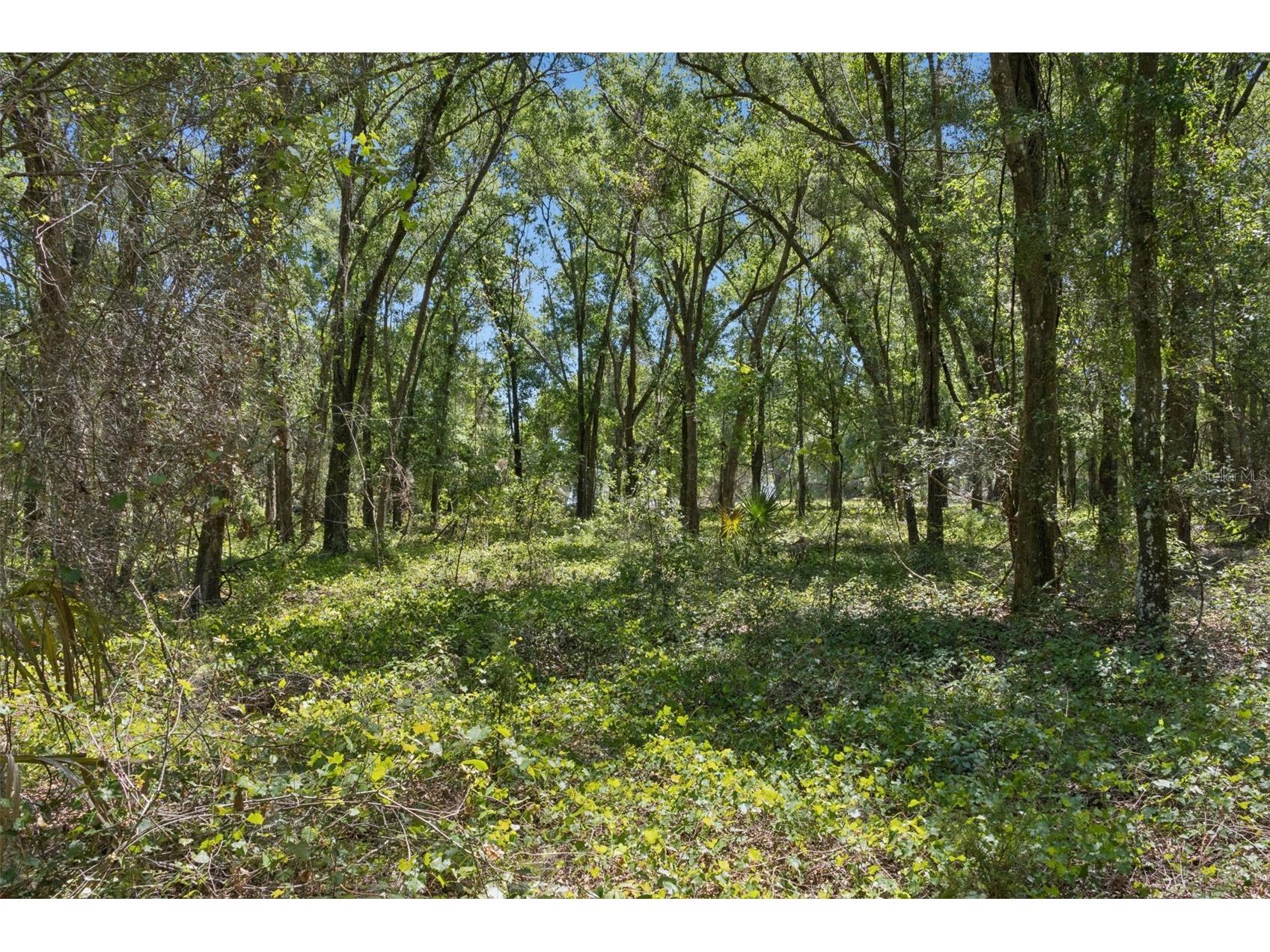 0000 Bertsville & Griffin View Road Lady Lake FL 32159 G5109689 image23