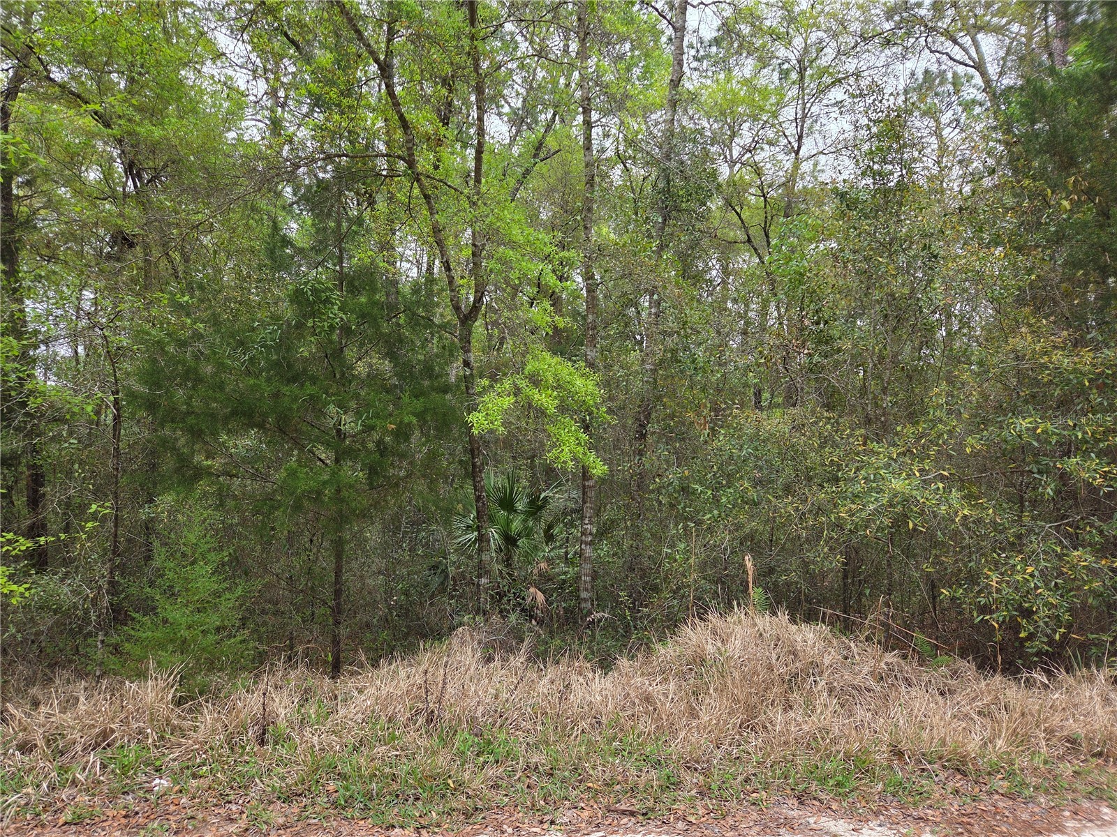 0000 NE 138th Terrace Williston FL 32696 OM721690 image2