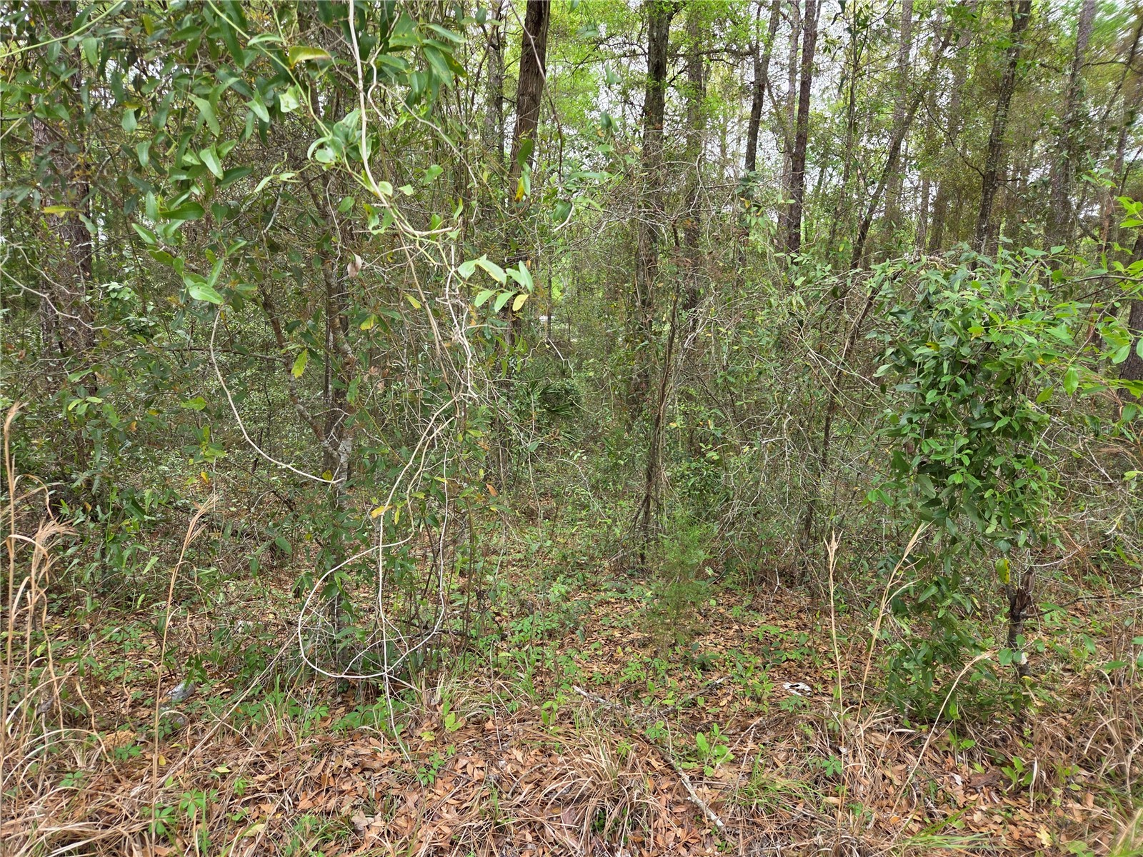 0000 NE 138th Terrace Williston FL 32696 OM721690 image3