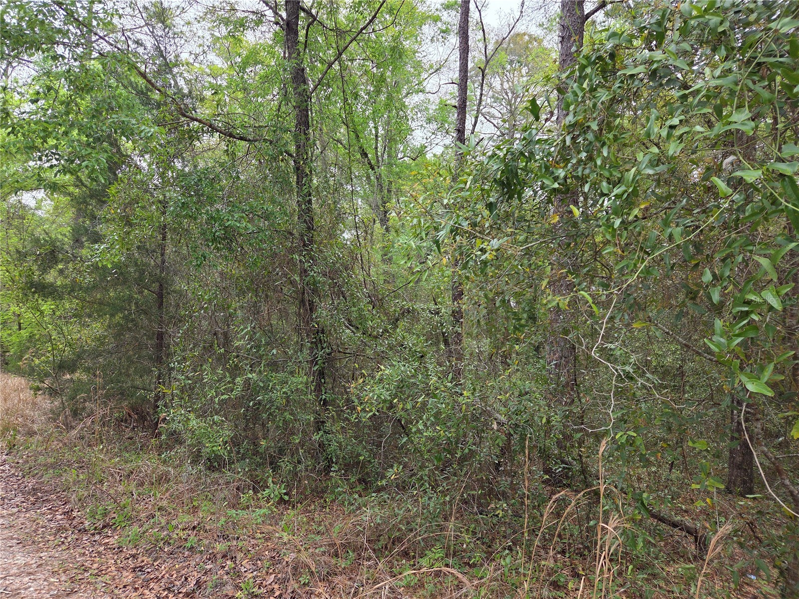 0000 NE 138th Terrace Williston FL 32696 OM721690 image4