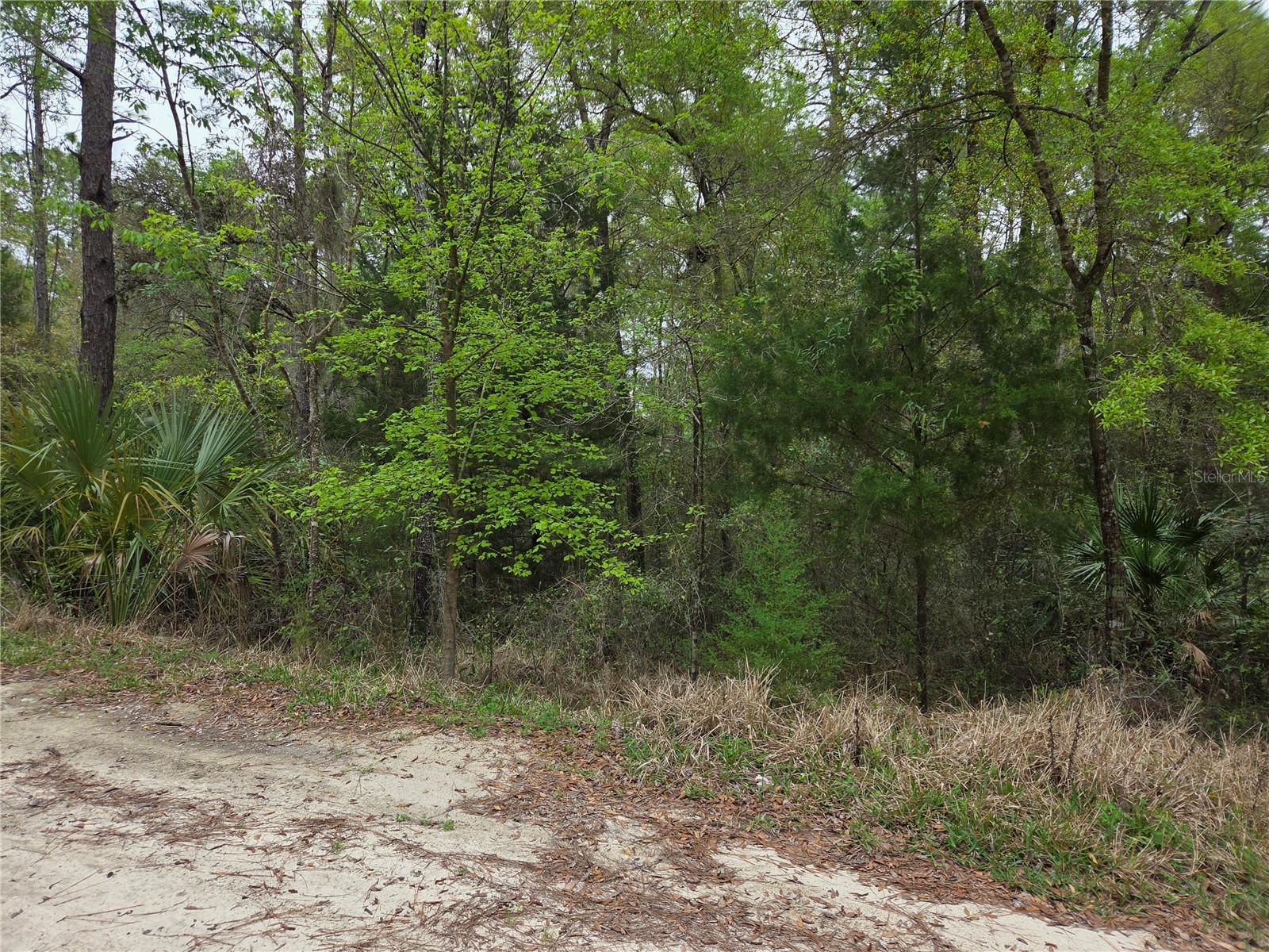 0000 NE 138th Terrace Williston FL 32696 OM721690 image5