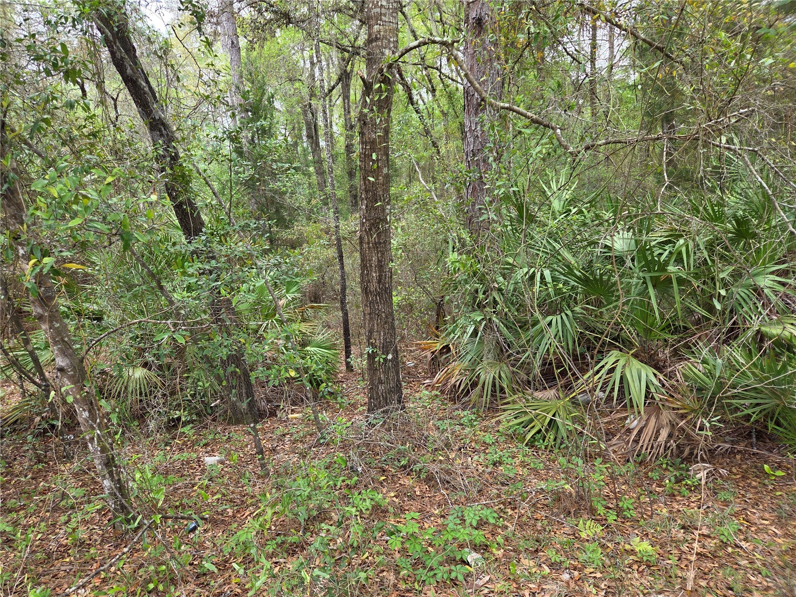 0000 NE 138th Terrace Williston FL 32696 OM721690 image6