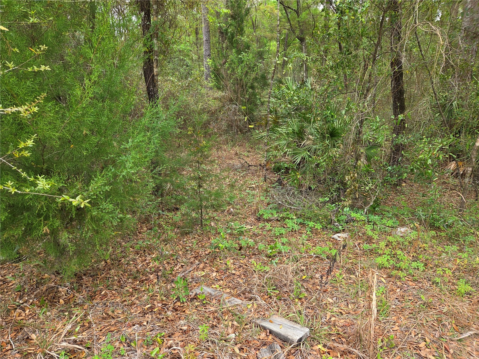 0000 NE 138th Terrace Williston FL 32696 OM721690 image7