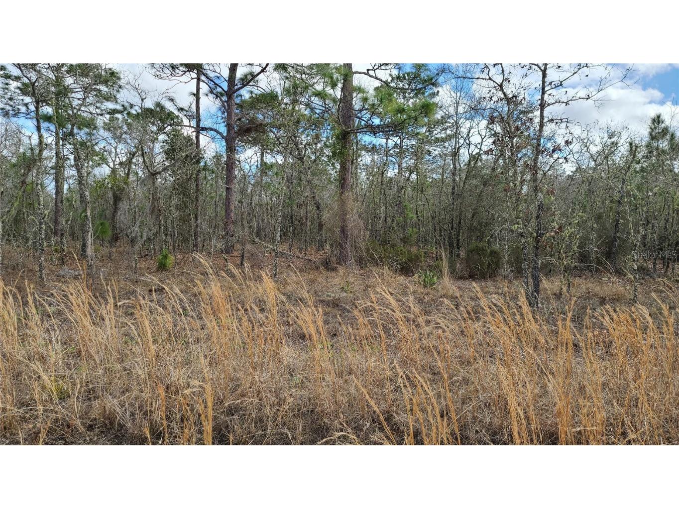 0000 NE 151st Terrace Williston FL 32696 GC502988 image1