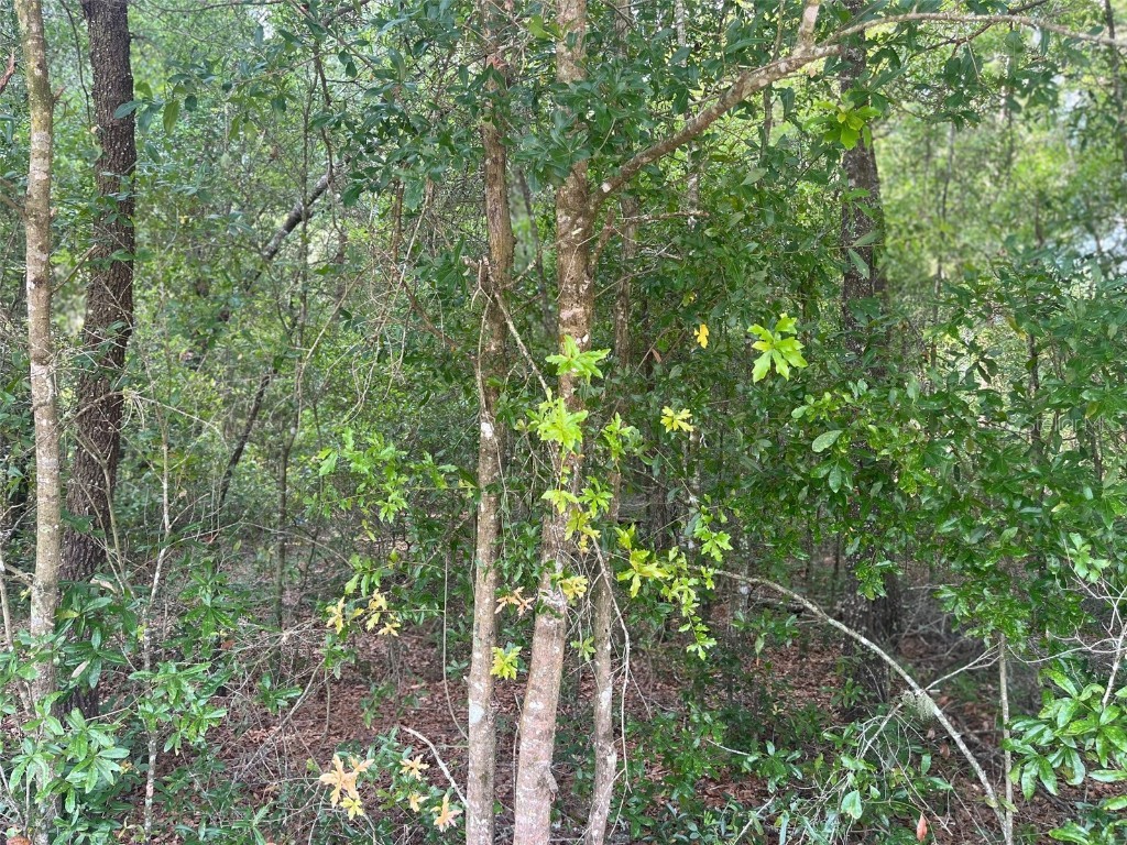 0000 NE 56th Street High Springs FL 32643 GC531259 image14