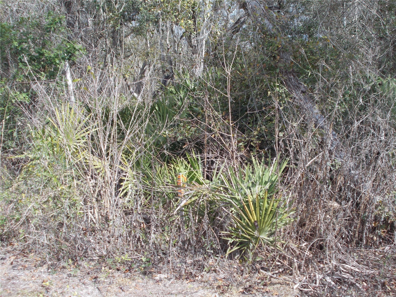 0000 NE 836th Street Old Town FL 32680 OM717612 image39
