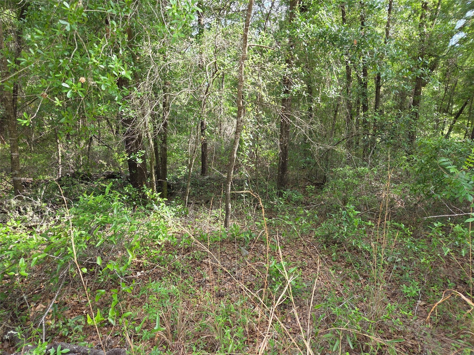 0000 NE 85th Street Bronson FL 32621 OM724668 image1
