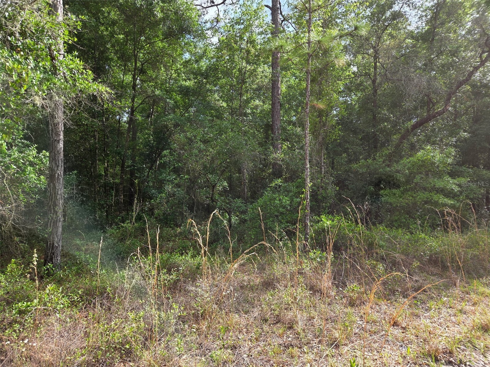 0000 NE 85th Street Bronson FL 32621 OM724668 image3