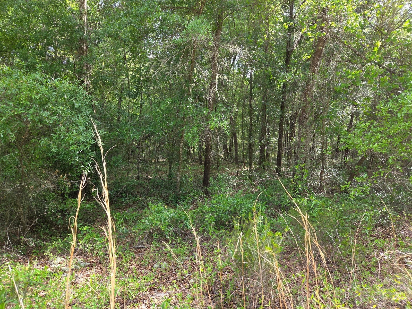 0000 NE 85th Street Bronson FL 32621 OM724668 image5