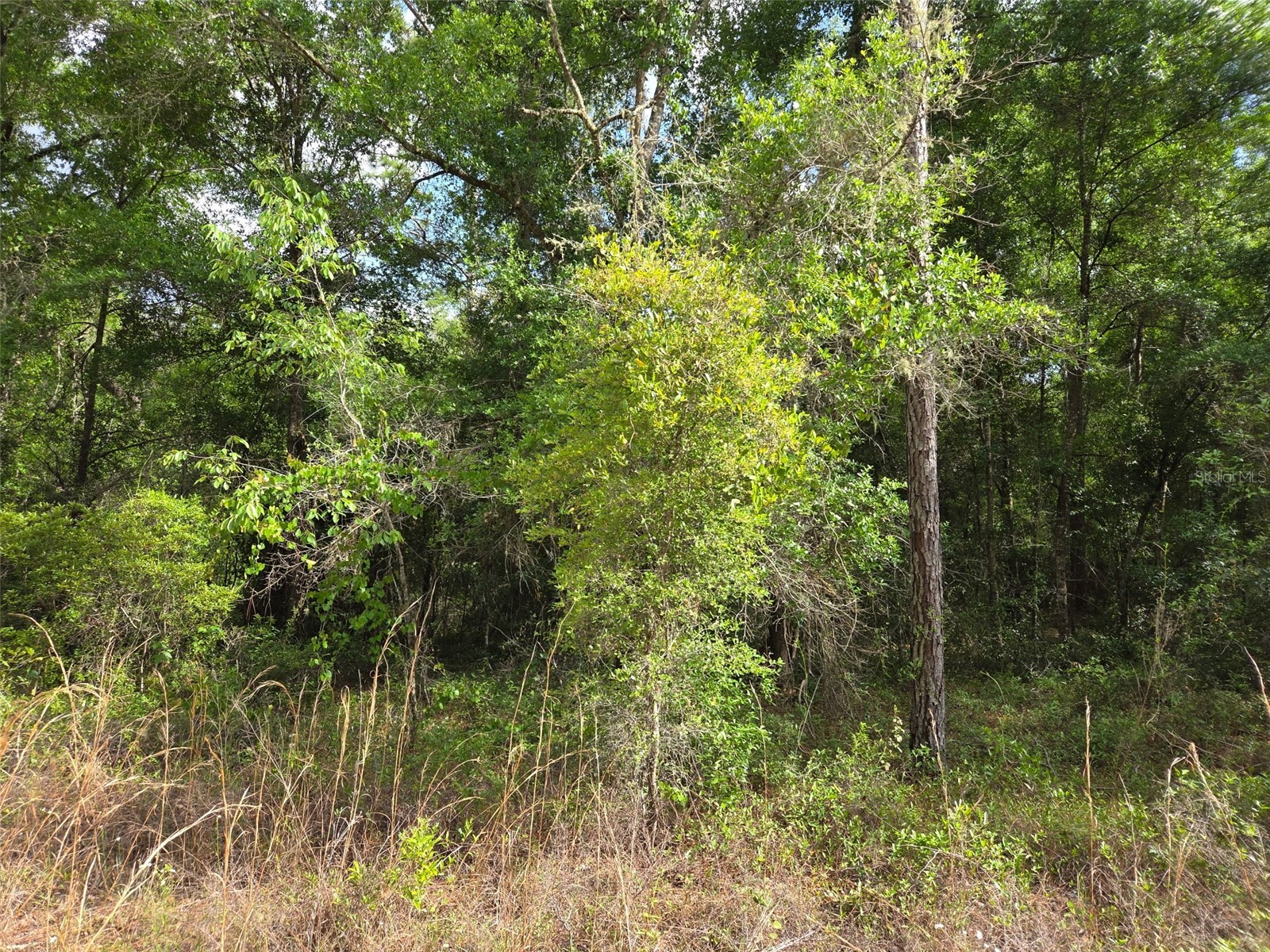 0000 NE 85th Street Bronson FL 32621 OM724668 image6