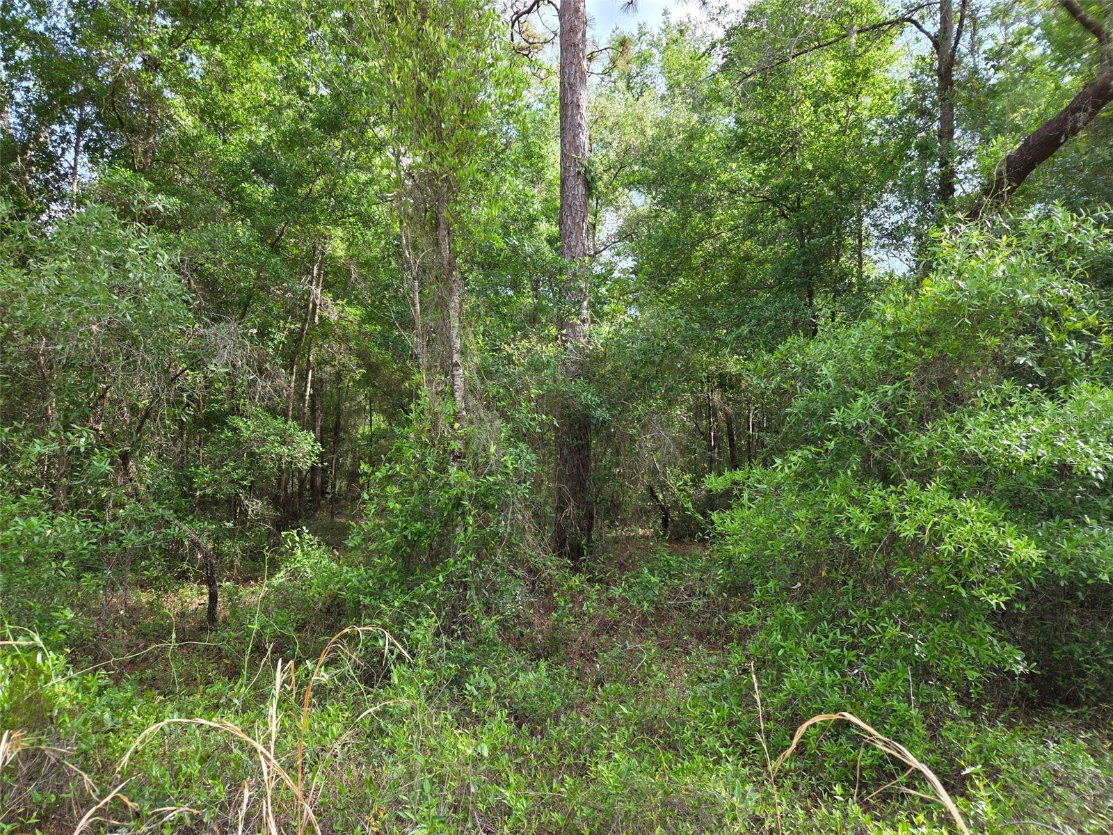 0000 NE 85th Street Bronson FL 32621 OM724668 image9