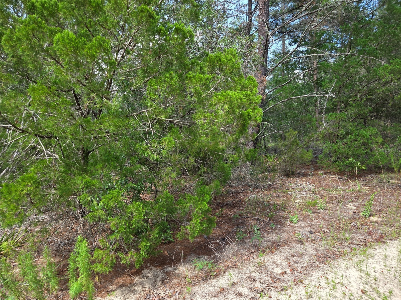 0000 NE 95th Street Archer FL 32618 OM728586 image2