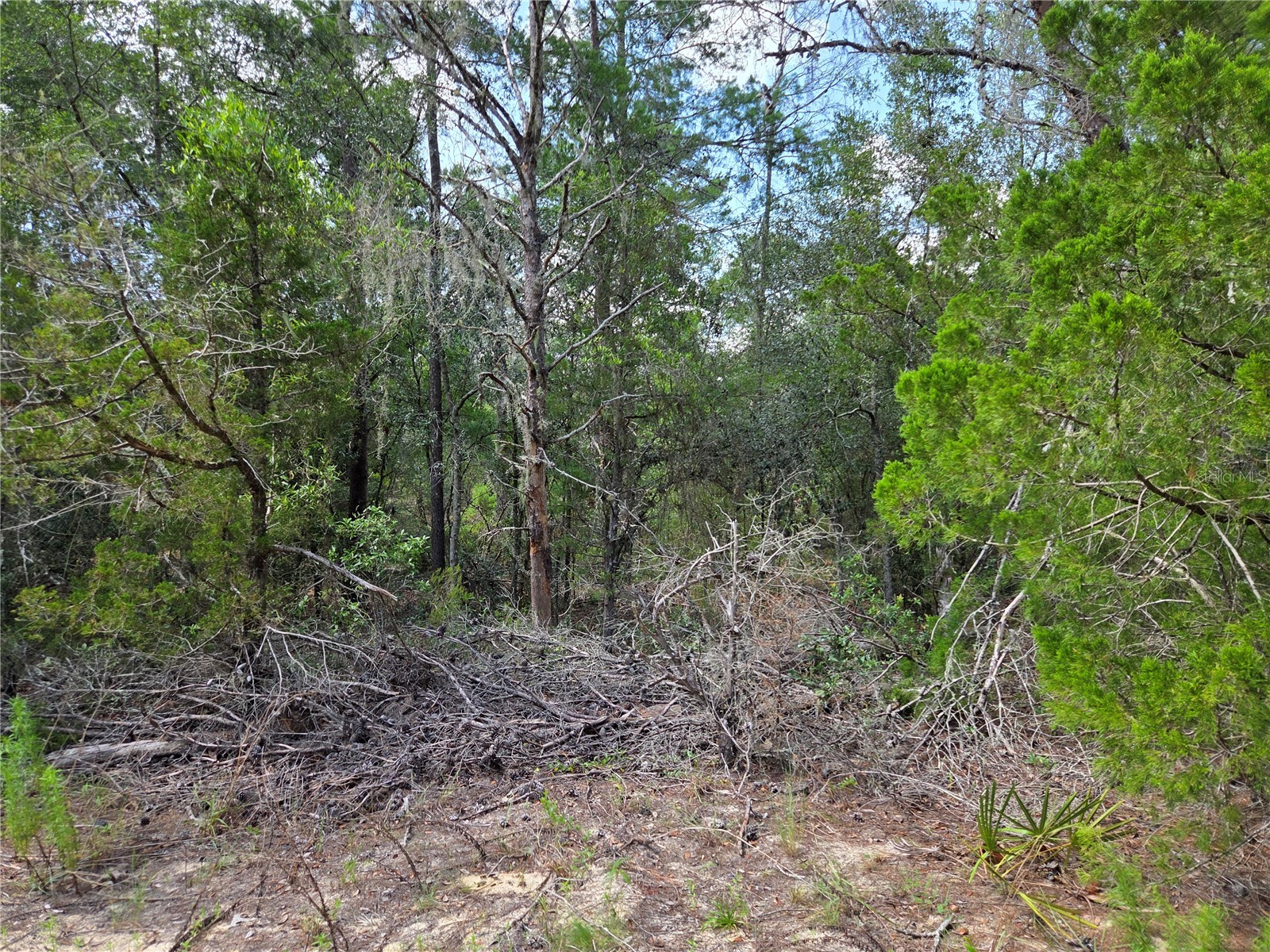 0000 NE 95th Street Archer FL 32618 OM728586 image3