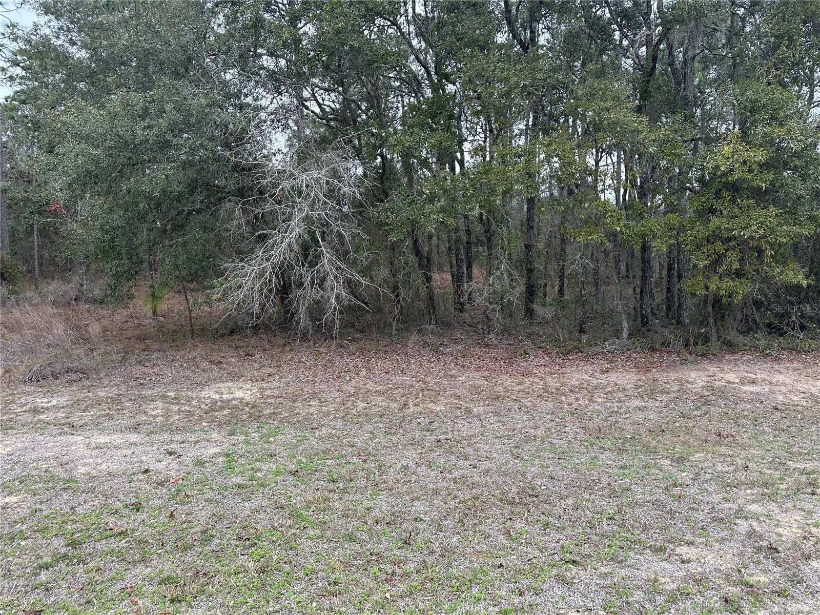 0000 SE 123 Rd Terrace Morriston FL 32668 OM719781 image5