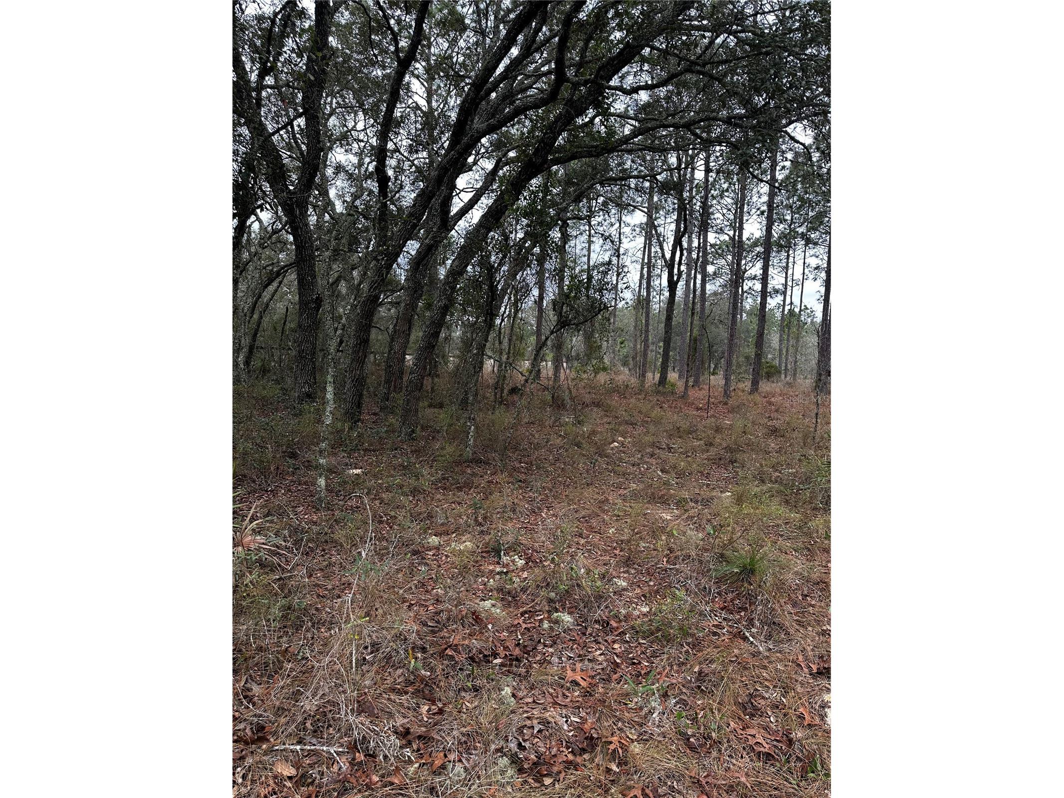 0000 SE 123 Rd Terrace Morriston FL 32668 OM719781 image7