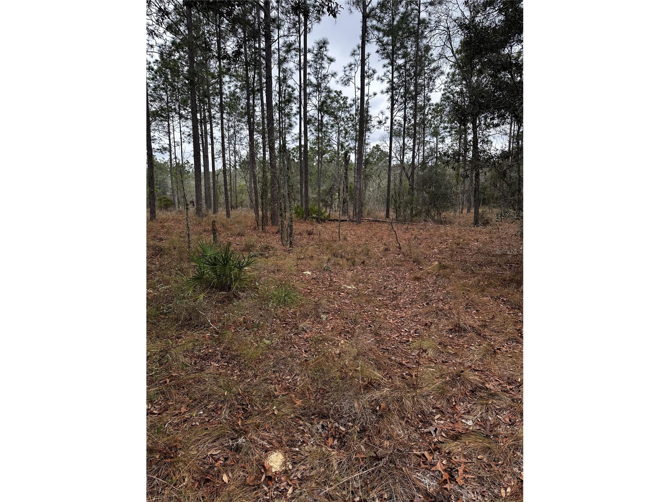 0000 SE 123 Rd Terrace Morriston FL 32668 OM719781 image8