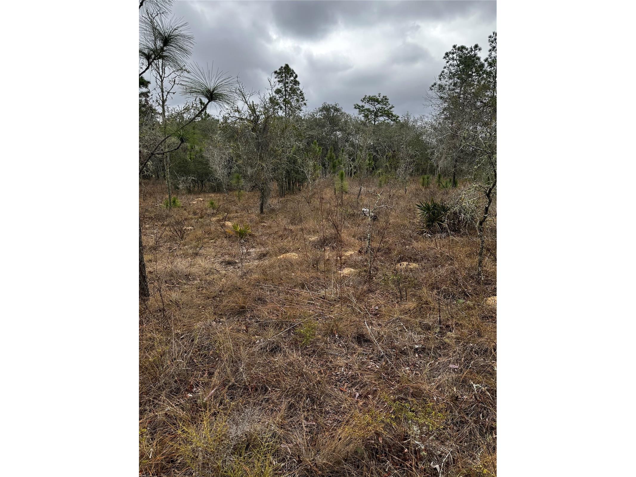 0000 SE 123 Rd Terrace Morriston FL 32668 OM719781 image9