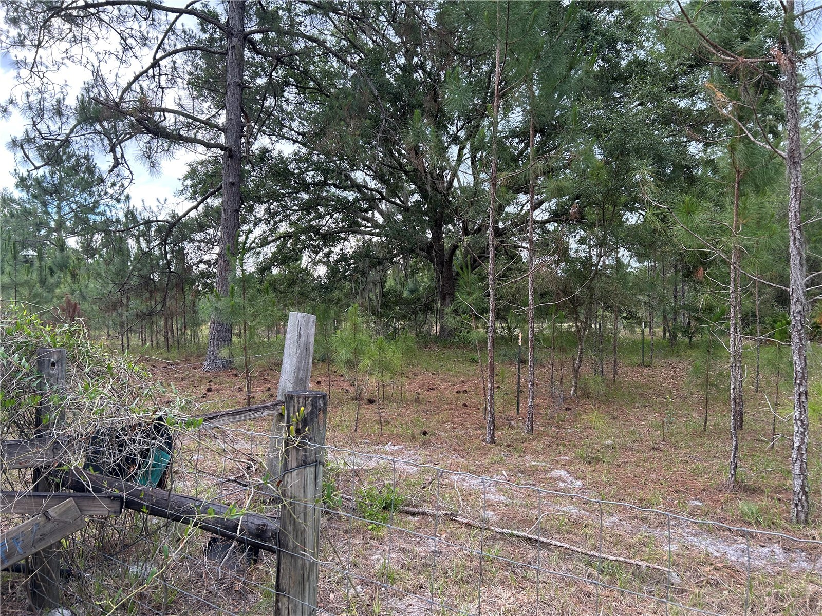 0000 SE 60th Avenue Morriston FL 32668 OM728069 image12
