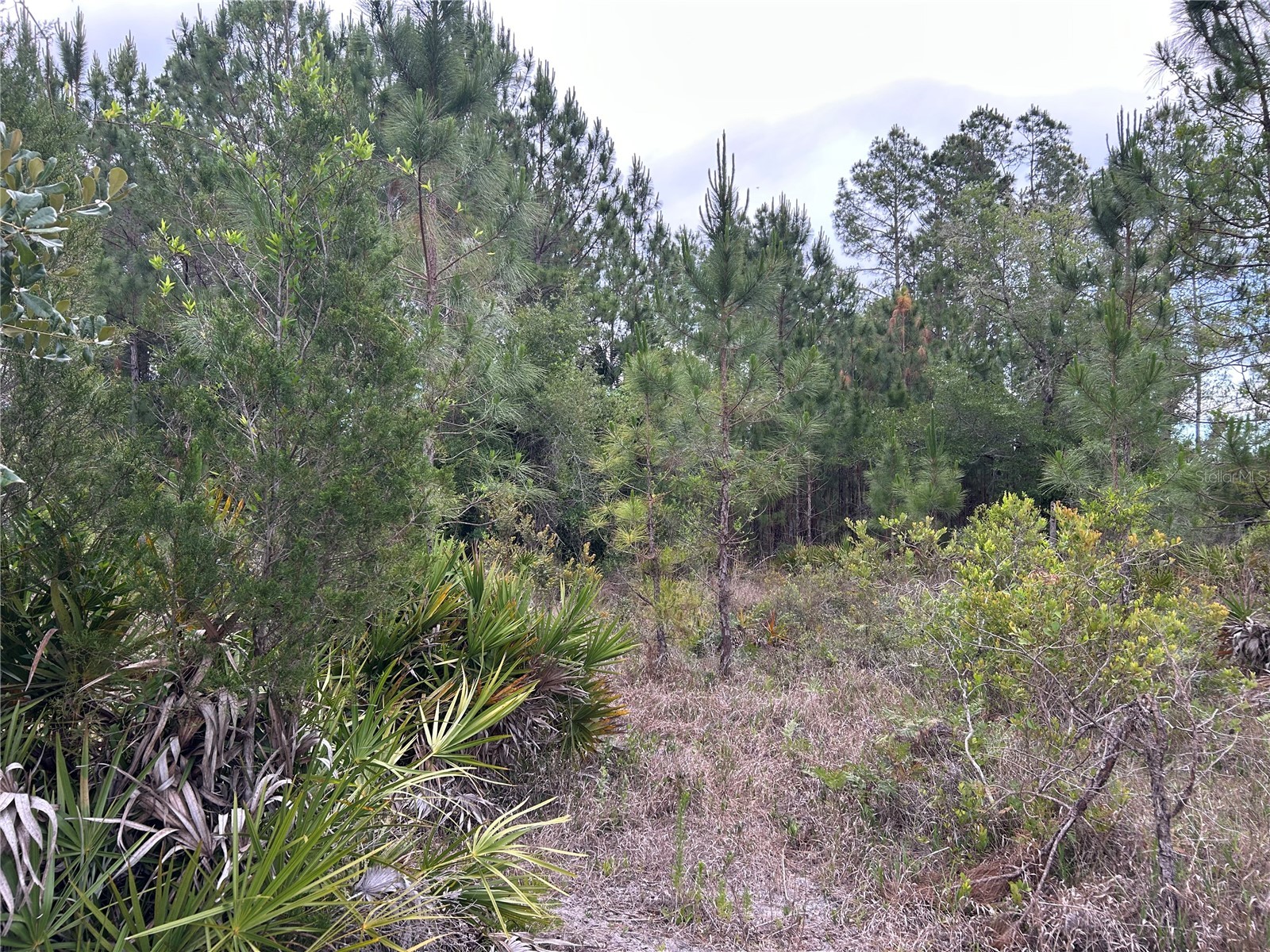 0000 SE 60th Avenue Morriston FL 32668 OM728069 image7