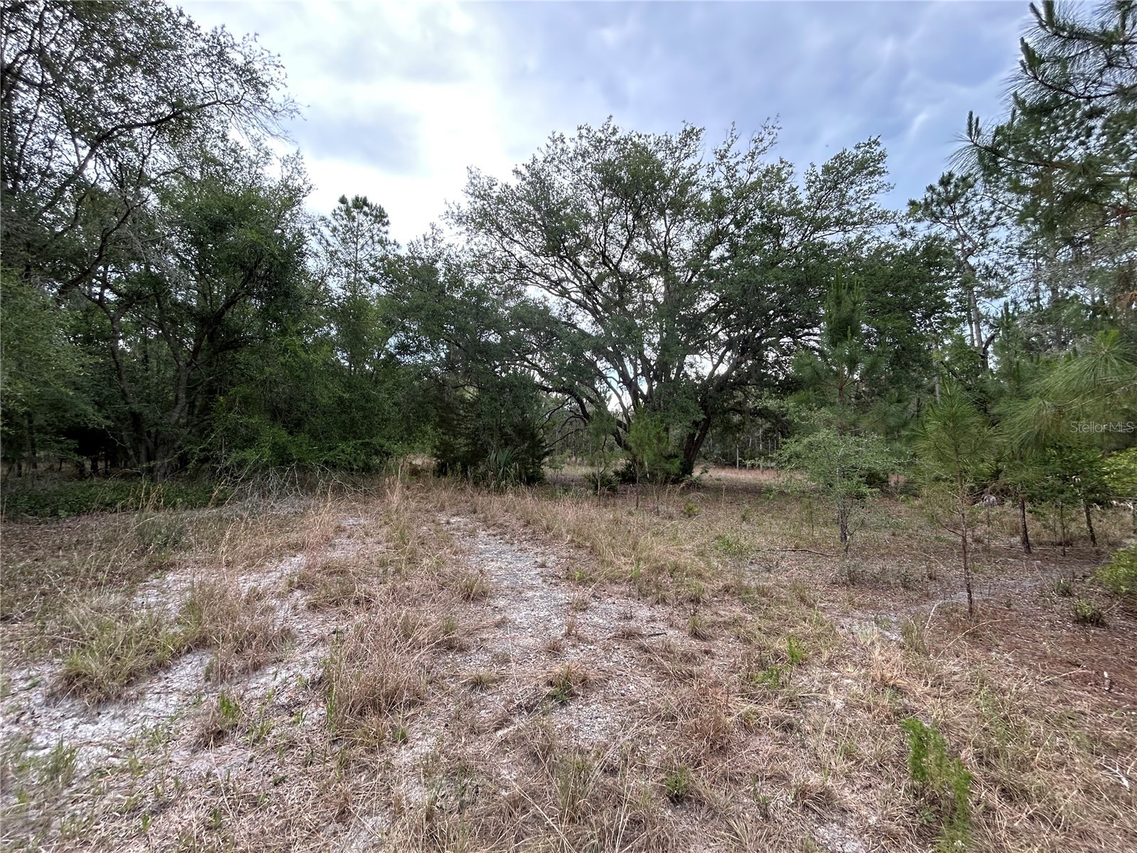 0000 SE 60th Avenue Morriston FL 32668 OM728069 image8
