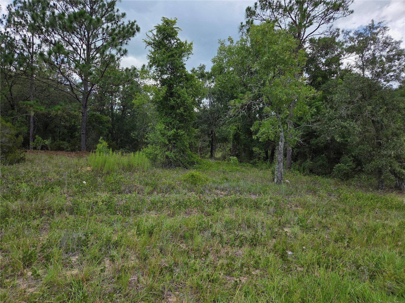 0000 SE State Road 121 Williston FL 32696 OM729108 image2