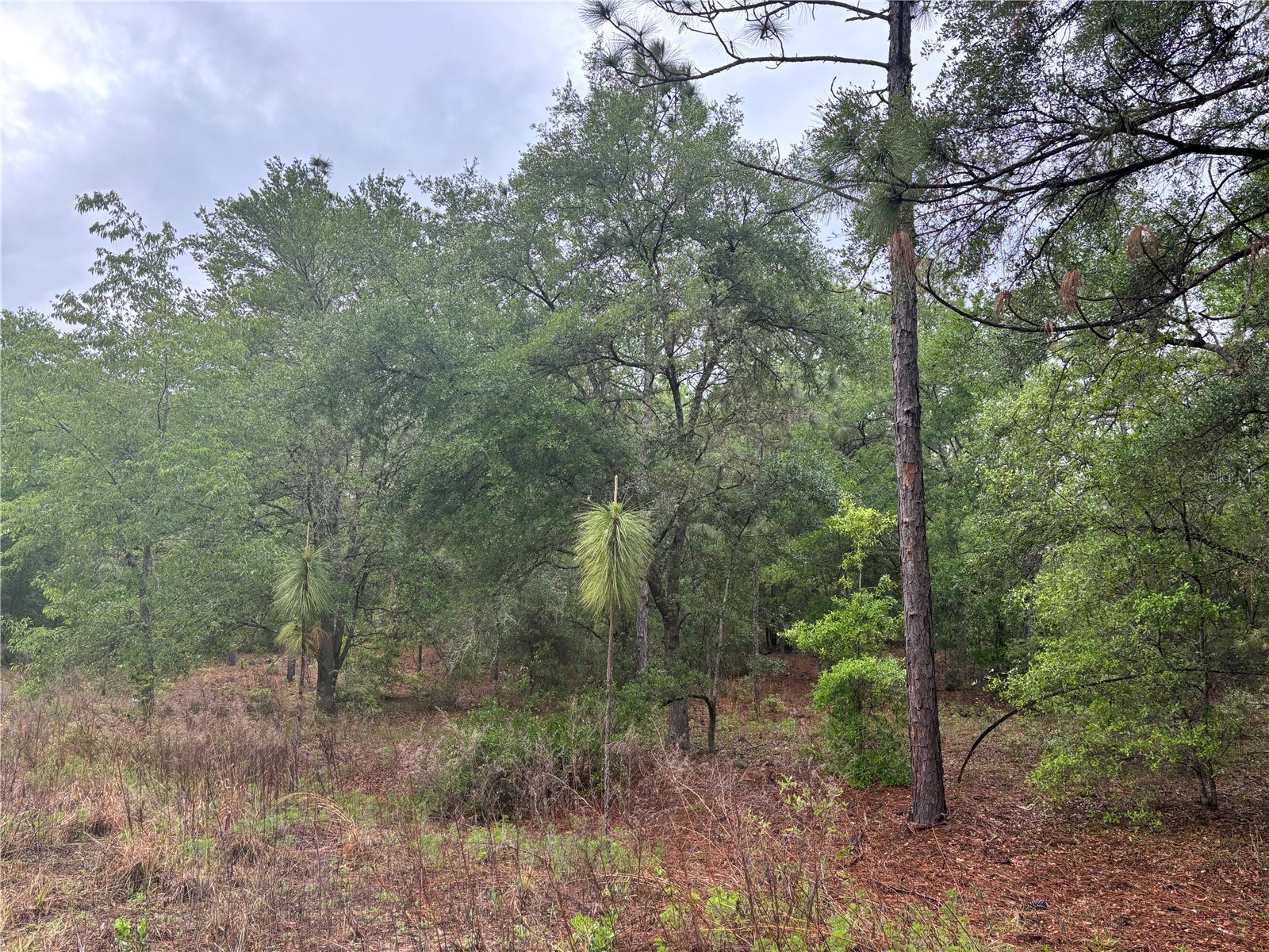 0000 SW 19th Place Ocala FL 34481 OM722505 image1