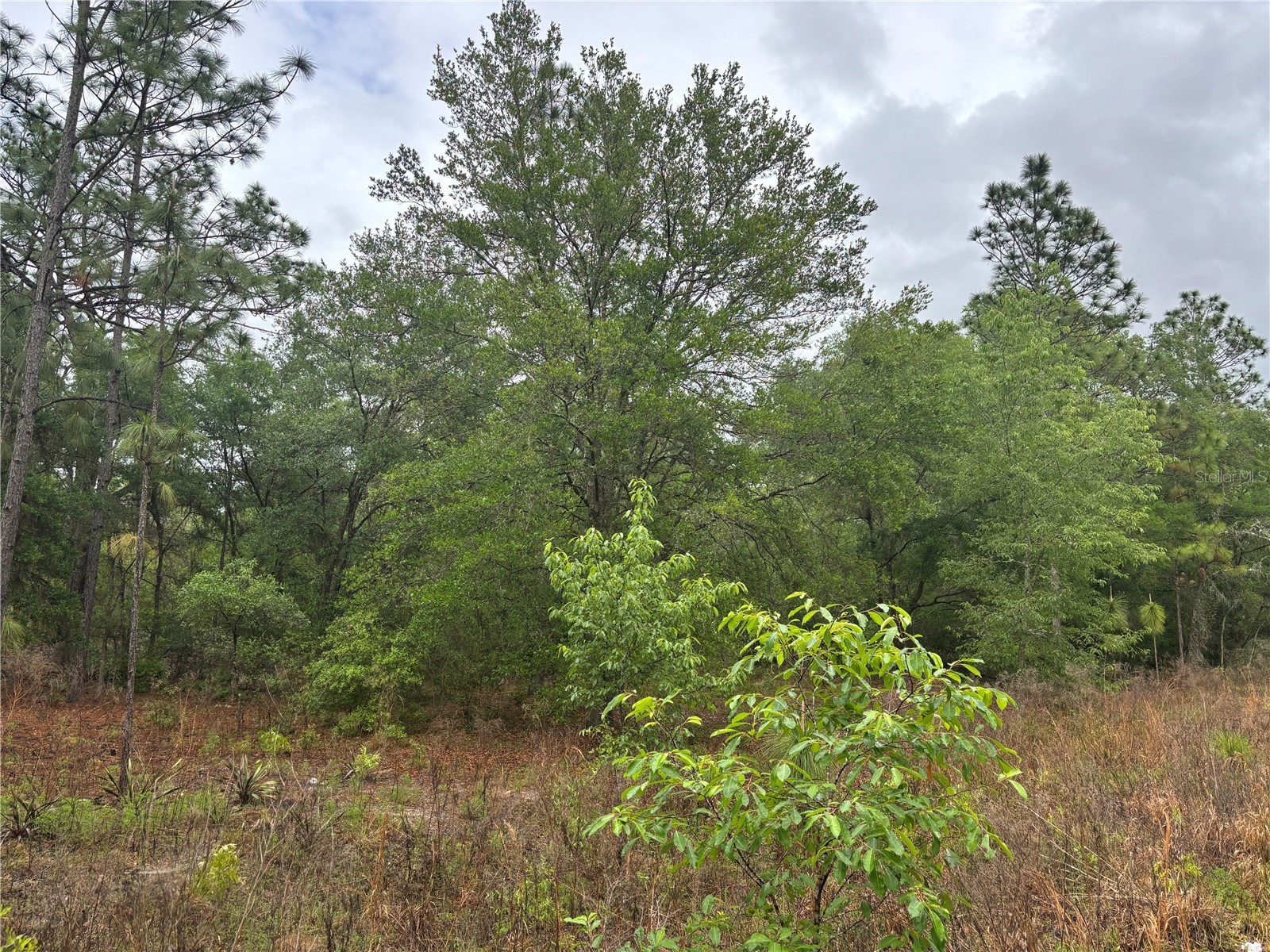 0000 SW 19th Place Ocala FL 34481 OM722505 image3