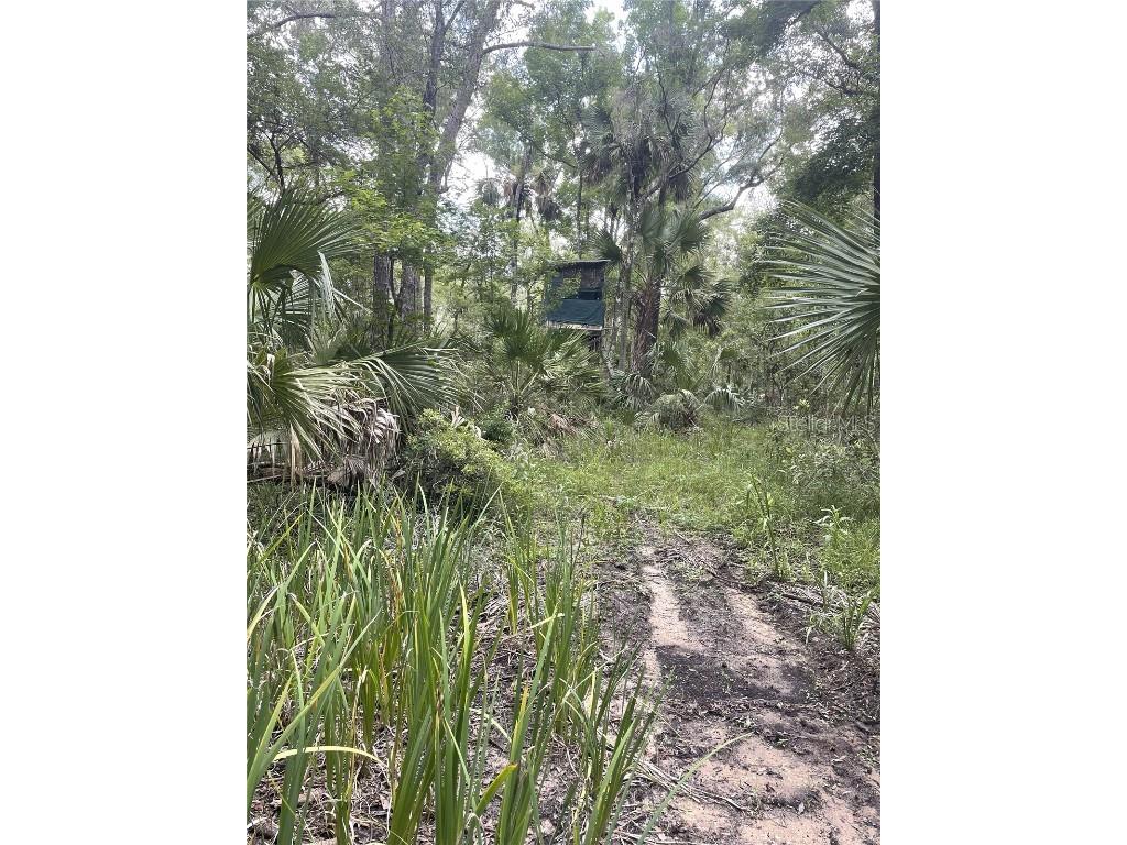 0000 SW County Road 347 Chiefland FL 32626 OM705766 image10