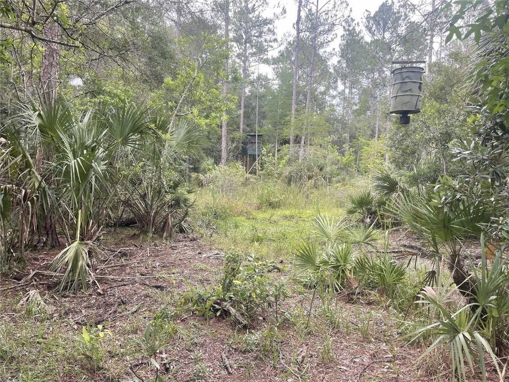 0000 SW County Road 347 Chiefland FL 32626 OM705766 image15