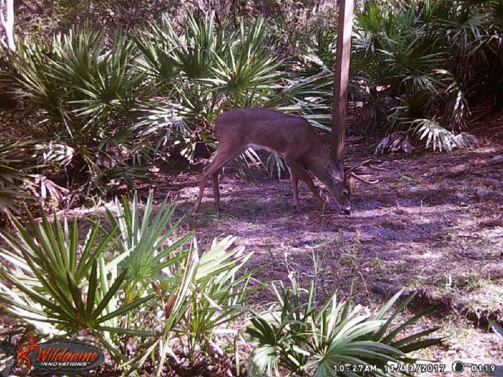 0000 SW County Road 347 Chiefland FL 32626 OM705766 image26