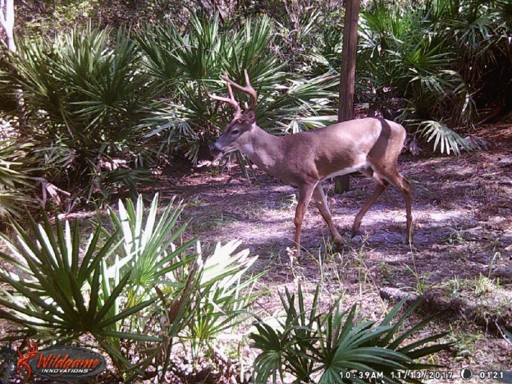 0000 SW County Road 347 Chiefland FL 32626 OM705766 image27