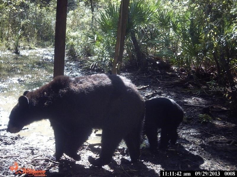 0000 SW County Road 347 Chiefland FL 32626 OM705766 image28