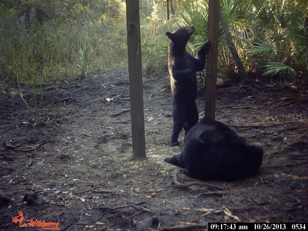 0000 SW County Road 347 Chiefland FL 32626 OM705766 image29